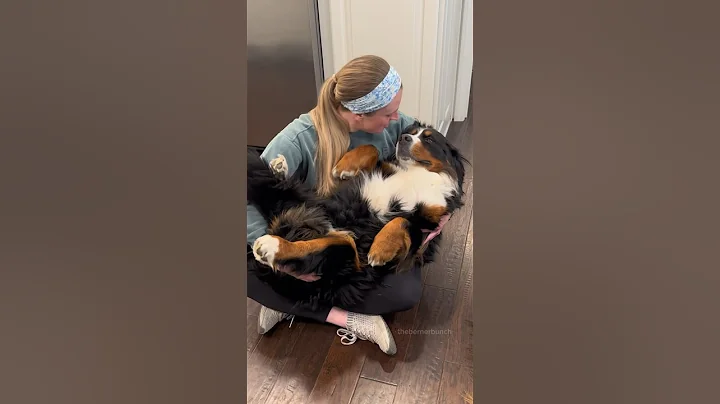 Big, Fluffy Rescue Dog Loves to Be Held Like a Baby 🥹🩷 #bernesemountaindog #rescuedog - DayDayNews
