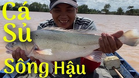 Kình Ngư Miền Tây Giăng Lưới Dính Cá Sủ #59 • Cù Lao Dung Vlogs