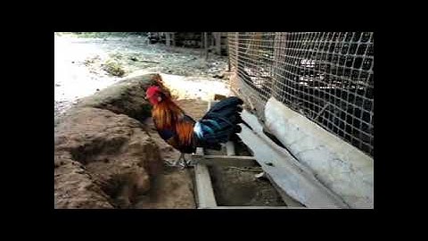 Ob peb hnub no kuv tus qaib qus pom ib zoo nkauj thb khav heev nawb