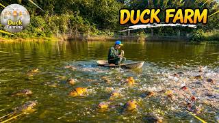 How to raise ducks in combination with fish farming? Duck Farming Techniques - Duck Farm