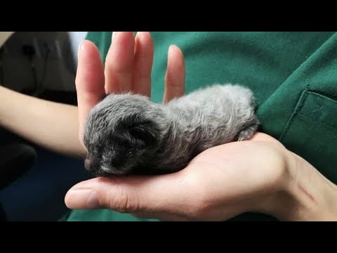 Парень нашёл его в коробке из-под обуви и принес домой...