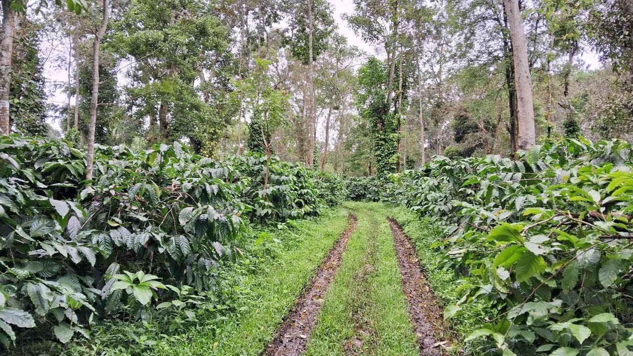 12 Acres of Coffee Estate sale in between sakleshpur and Belur