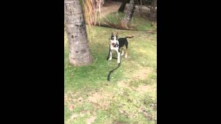 Superchuckie- Mini-Bullterrier Palm Slayer