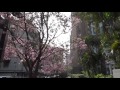 Cherry in blossoms (part 2), Taipei. 2016, 04/05