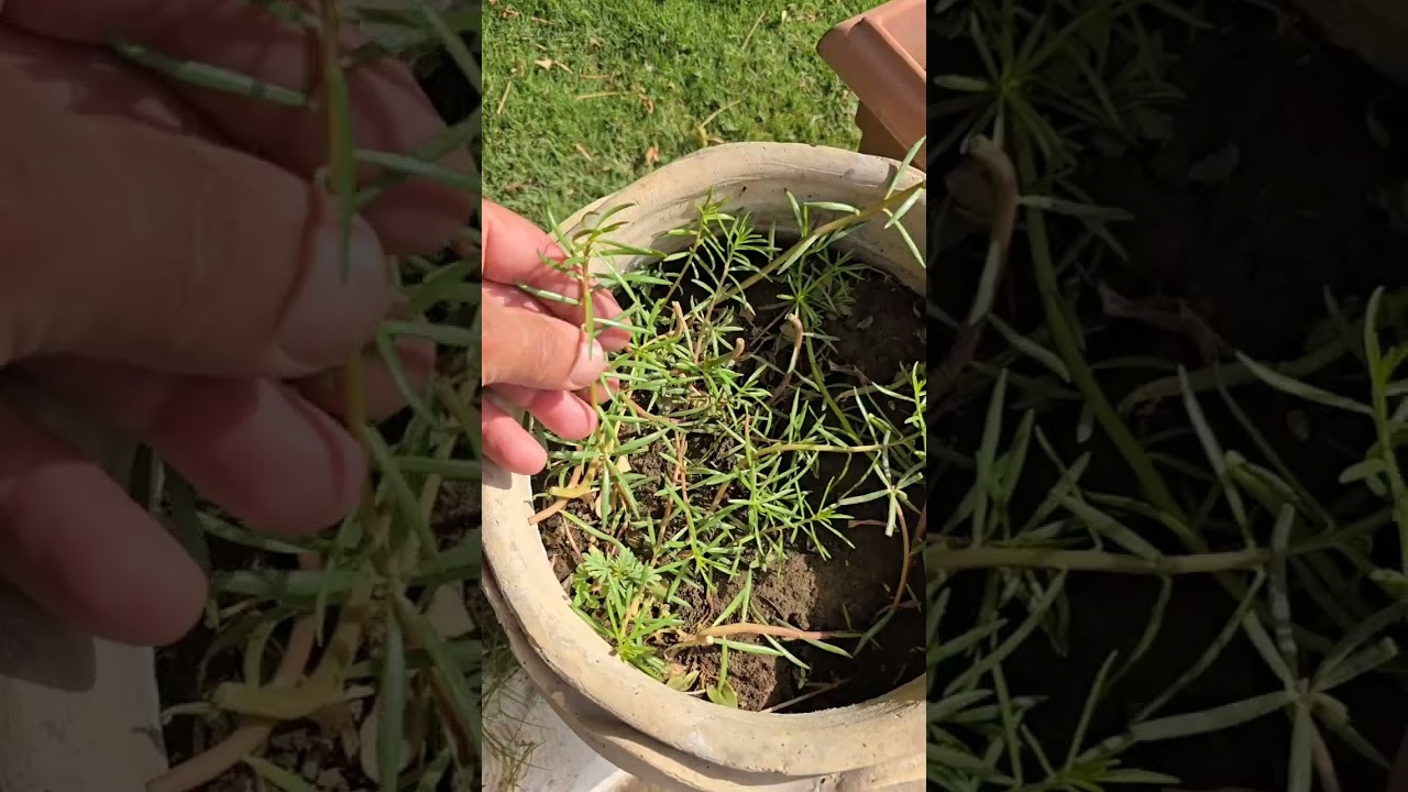 اذا عاجبك تزرع شجرة تتحمل الحر والجفاف تابع الفديو للاخير 🥀حديقتي جنتي🥀