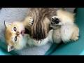 The sleepy kittens&#39; lazy fight was so cute