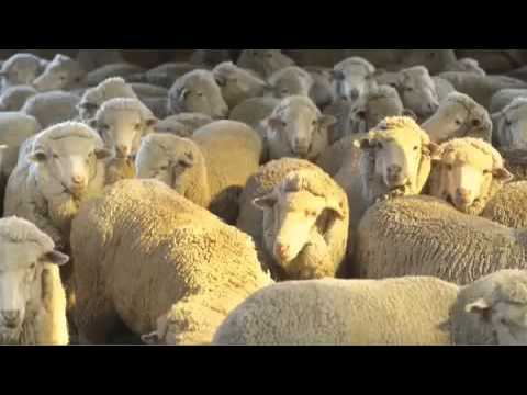Carly Fiorina's Demon Sheep Ad