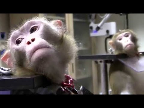 Подопытная парадигма (Документальный фильм)