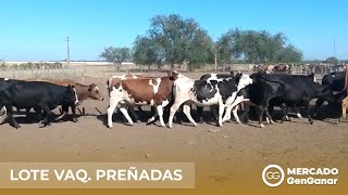 Vídeo: Genética Jersey - Holando - Montbéliarde - Caraguatá
