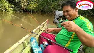 Mancing ikan lais di sungai segah berau kaltim naik berturut turut