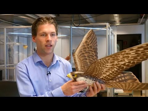 Video: Prächtiger Falke: Jagdvogel