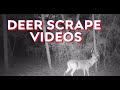 Setting a TRAIL CAMERA on a BUCK SCRAPE! (Deer Videos!) #hunting #deerhunting