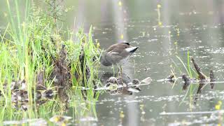 Common gallinule Chicks @raymondbarlow