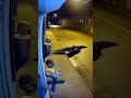 🐯🐶🐱 Brave Cat Jumps on Tiger to Protect the House | CCTV Animal World