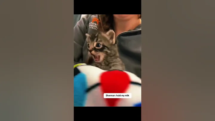 Watch the video about His face vs his voice #cat #funny #cute#memes #meow