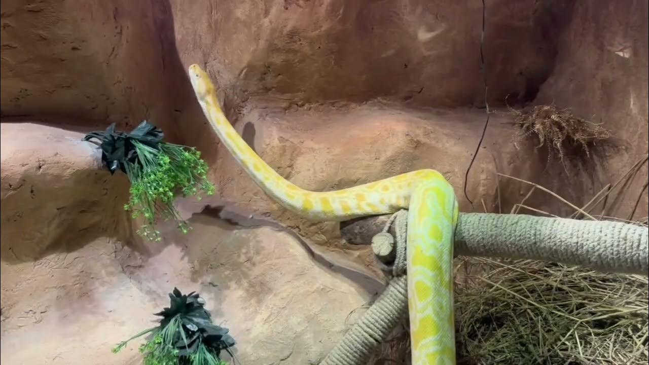 Yellow Python Grace and Beauty | Red Eye Python | Python Love # ...