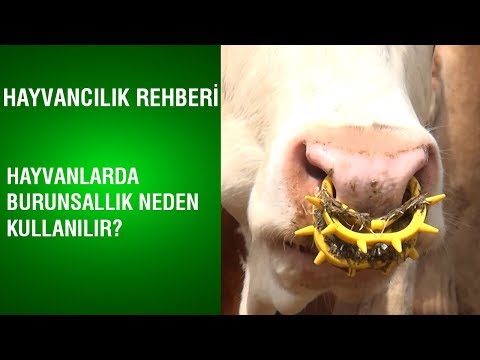 Hayvancılık Rehberi - Hayvanlarda Burunsallık Neden Kullanılır?