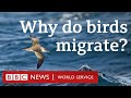 How birds travel thousands of miles every year  crowdscience bbc world service podcast