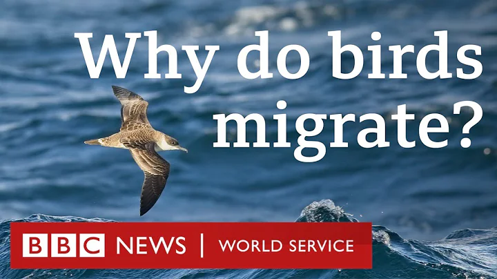 How birds travel thousands of miles every year - CrowdScience, BBC World Service Podcast - DayDayNews