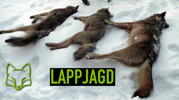 Lapp hunting wolves in Belarus
