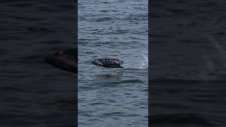 Jumping Waves With My RC Boat