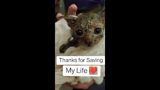 Cat Rescue | Kitten crying for mom | Amazing Kitten Rescue from 30 feet deep pipe