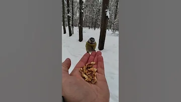 Синицы всегда рады орешкам