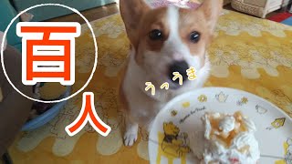 チャンネル登録100人記念【コーギー】初めてのケーキにお利コーギーになる犬 チャンネル登録100人記念【コーギー】初めてのケーキにお利コーギーになる犬