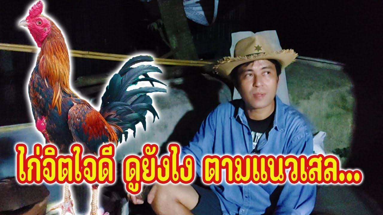 ไก่จิตใจดีดูยังไง คุยเพลินๆ