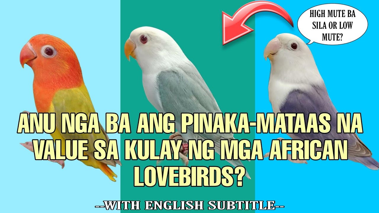 WHAT IS THE HIGHEST COLOR OF AFRICAN LOVEBIRDS? THERE IS REALLY A HIGH MUTES AND LOW MUTES?
