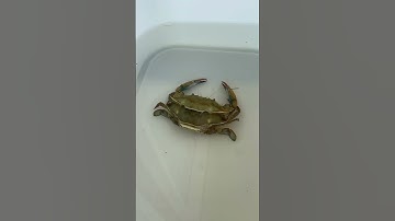 How are Soft Shell Crabs Made?#crabs #softshellcrab #seafood