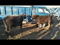 Куршаб мал базары 🐂! Саан уйлар| Кунажын| Эркек Ургачы Торпоктор 06.03.2021