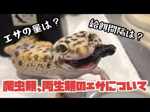 爬虫類・両生類のエサ PL50 ADLL20 ML40 爬虫類・両生類のエサ PL50 ADLL20 ML40 爬虫類・両生類のエサ