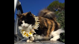 Norwegian Forest Cat - Sleep tight sweet Princess x by Jade, Pearl and Ruby - Norwegian Forest Cat's 499 views 1 year ago 3 minutes, 33 seconds