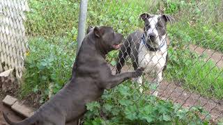 American Bully VS Blue Nose Pitbull!!!!