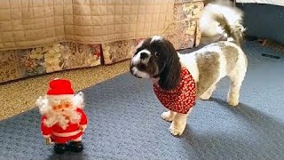 Entzückende Hunde, die Weihnachten nicht mögen by Lustige Tiere 3,409 views 4 years ago 4 minutes, 59 seconds