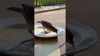 The hungry bird #travel #youtubevideo #love