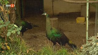 видео: Градината с пауните -  картинка: Градината с пауните -