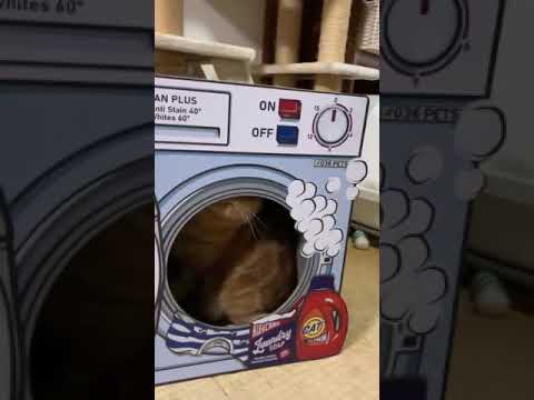 Cat 24 #cat
