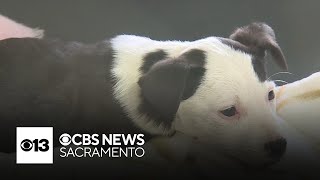 June 1 is free Adopt-a-Pet Day in California