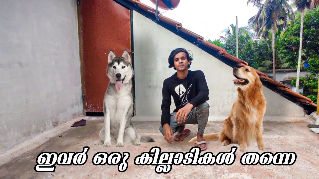 കേരളത്തിൽ വളർത്താൻ പറ്റിയ ഏറ്റവും നല്ല Dog breeds Top 10 Best Dog