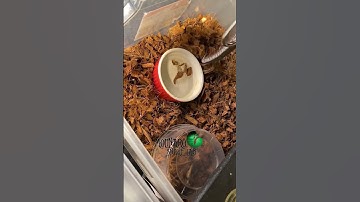 🐍 Tap training! 🧪 #babysnakes #shorts #snakebreeder #snakes #tricolorhognose #python #snakelab