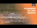 Flamingos of Lake Nakuru  | Mutual of Omaha&#39;s Wild Kingdom