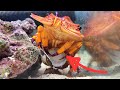 ハサミが無いのにアサリを開けるセミエビ【ゆっくり観察】