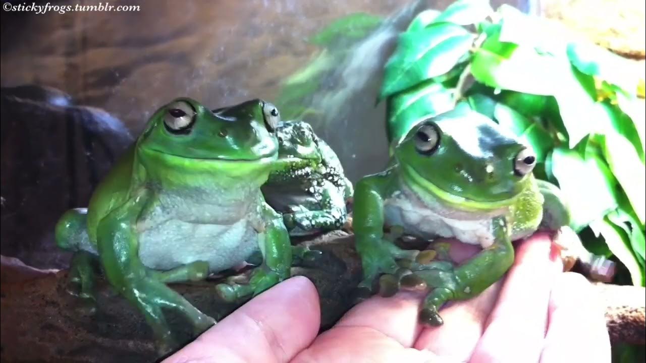 Episode 526 of Voigt Taking Things That Don’t Belong To Her! YouTube