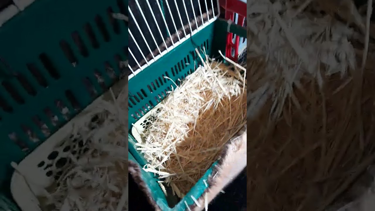 تجهيز بيت الولادة🐰 ل أنثى البابيون🐇 قبل الولادة 🍂