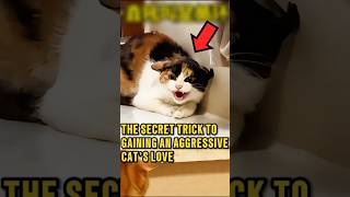 Secret Trick To Gain An Aggressive Cats Trust
