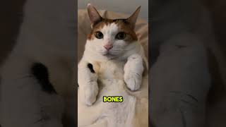 How Cats Use Purring to Heal Themselves 💓🐾