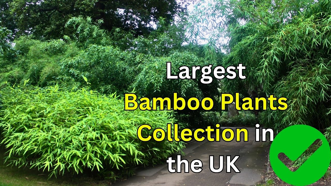 BAMBOO GARDEN UK Kew Bamboo Garden UK's Largest Bamboo Collection