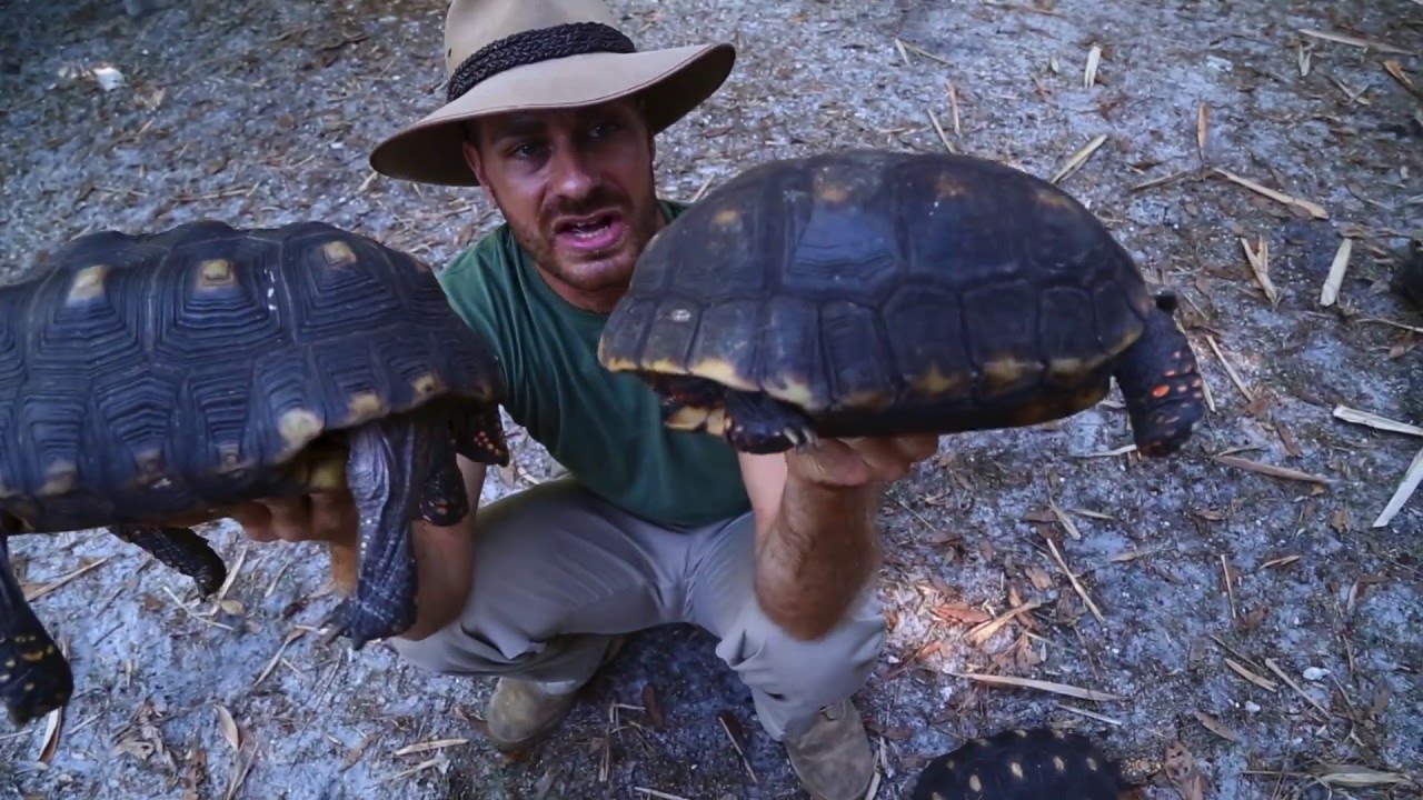 red foot tortoise diet sheet Pyramiding in Tortoise Shells : Kamp Kenan S3 Episode 33